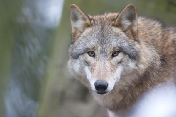 Resolution der CDU-Fraktion in Moormerland – Umgang mit dem Wolf